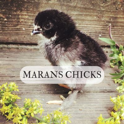Black Copper Marans chicks