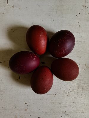 Black Copper Marans Hatching Eggs