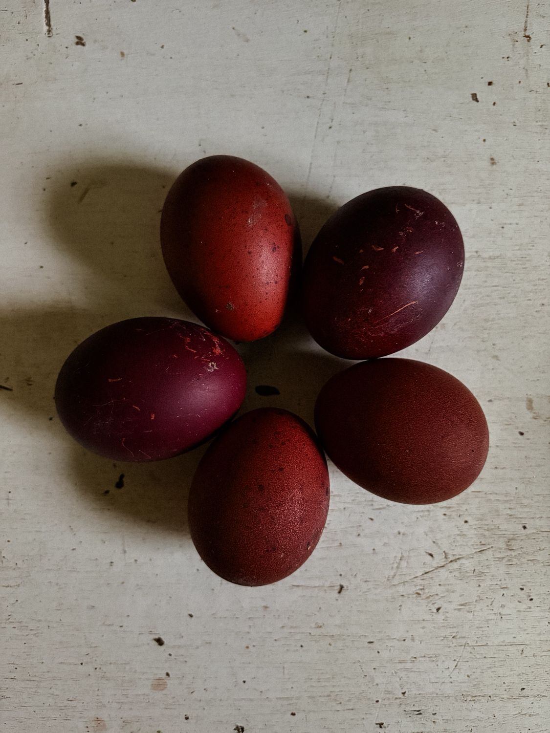 Black Copper Marans Hatching Eggs