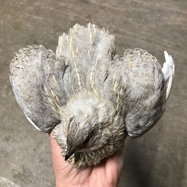 Schofield Silver Collection- Celadon Quail-(UNSEXED) Schofield Silver Collection- Celadon Quail-(UNSEXED)