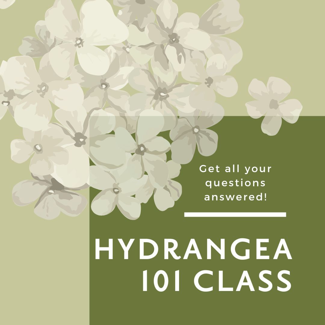 Hydrangea 101 Class