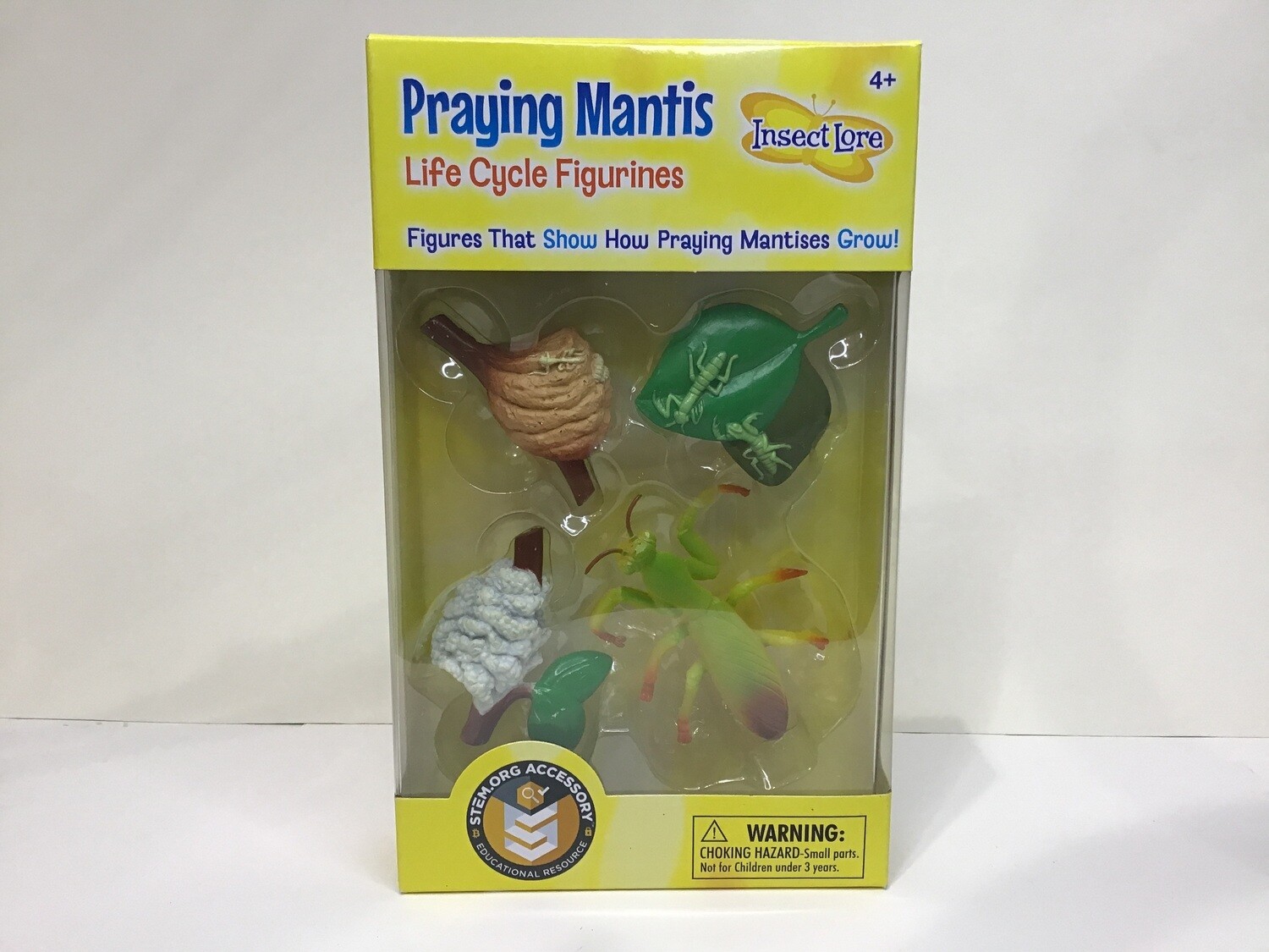 Praying Mantis Life Cycle