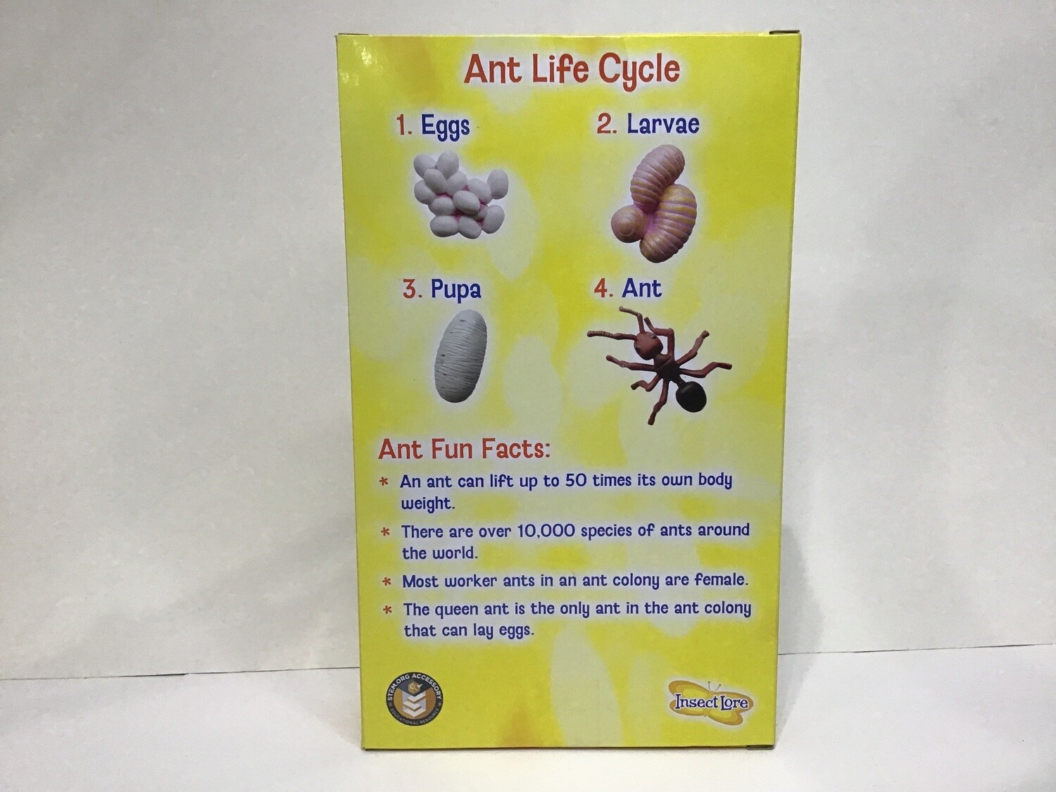 Ant Life Cycle 4pc