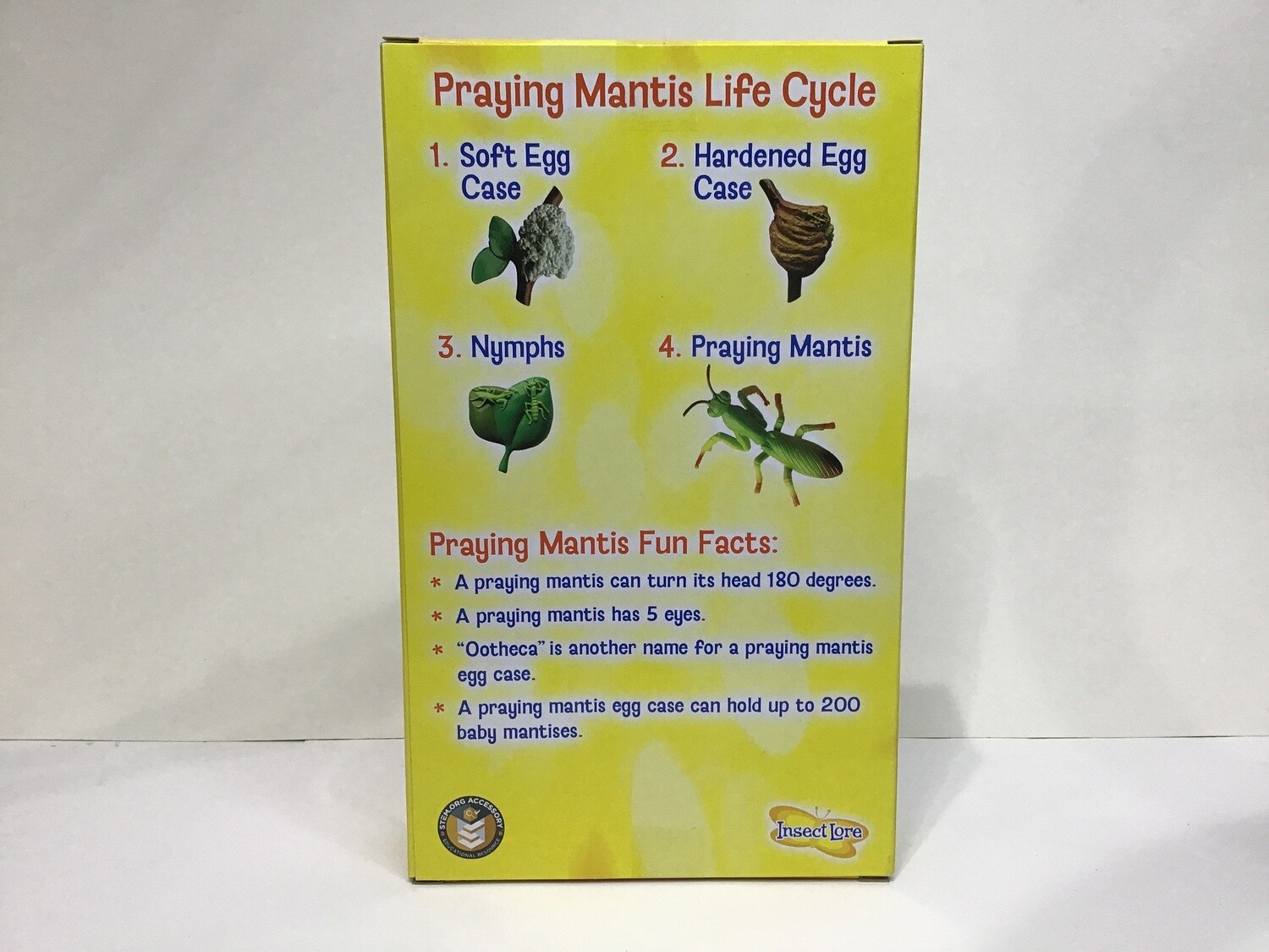 Praying Mantis Life Cycle