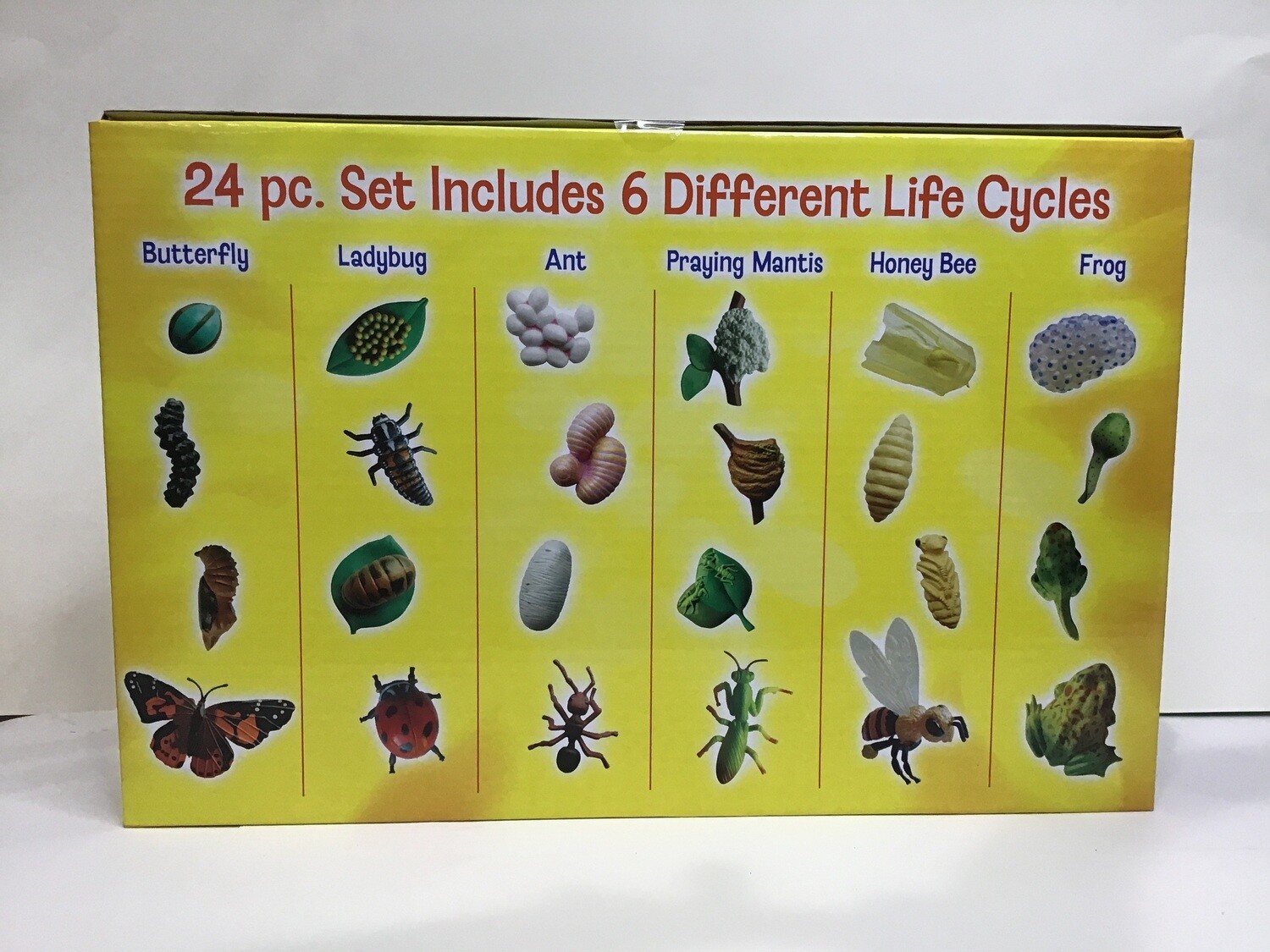 Life Cycle Fig 24pc
