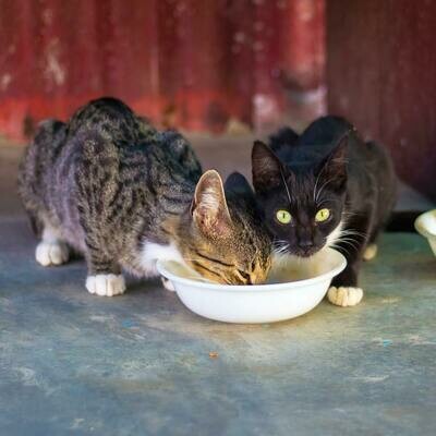 Buy a week's food and litter for a cat in care