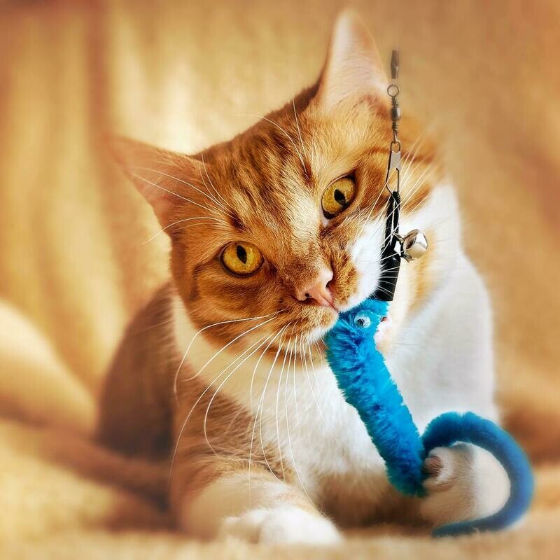 Treat a foster cat to toys and a blanket