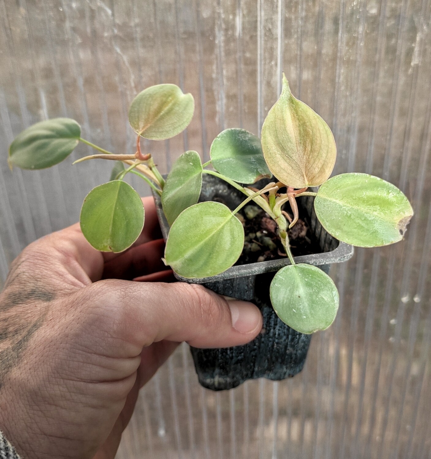 Philodendron sp mini