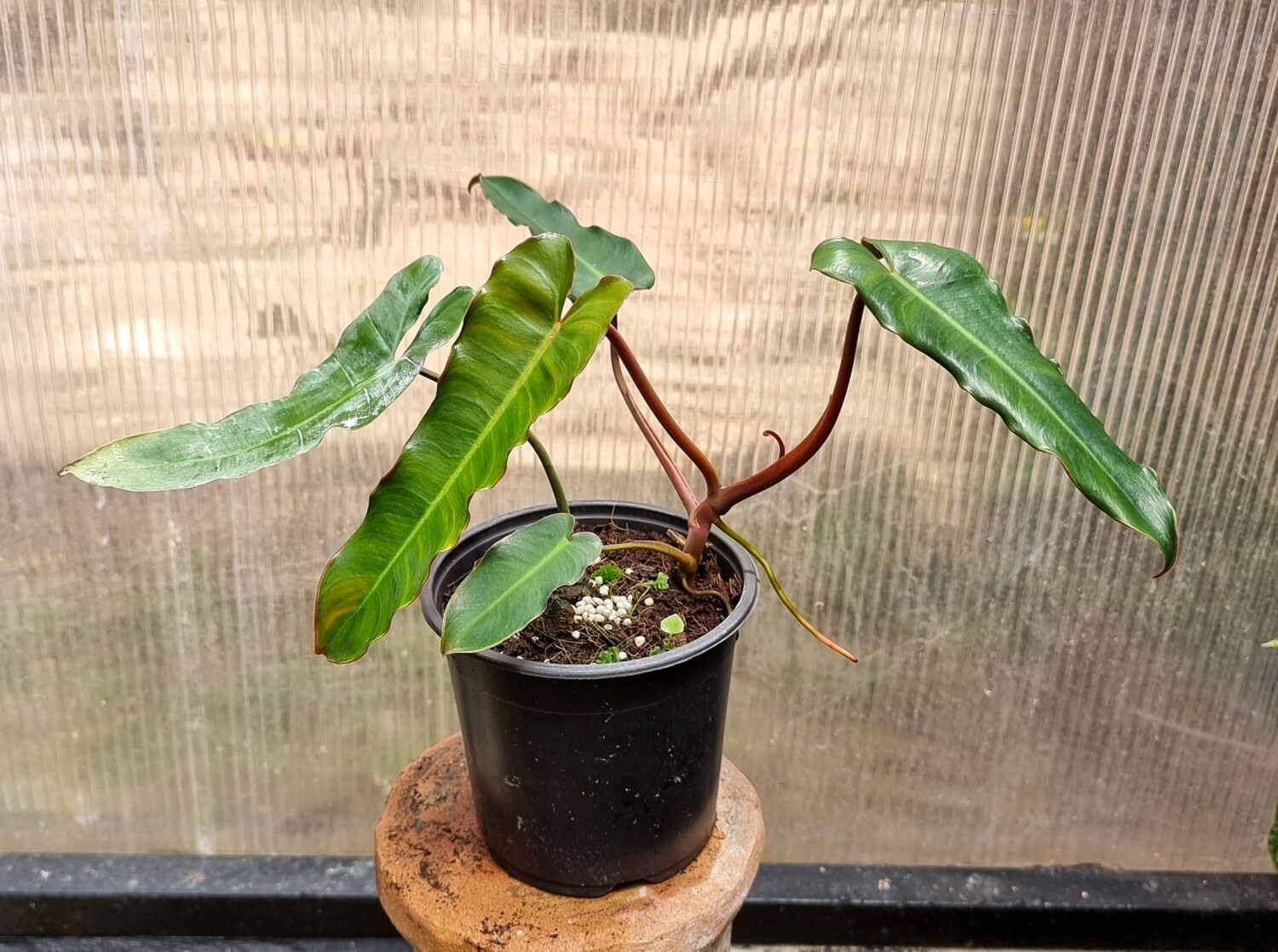 Philodendron billietiae black form