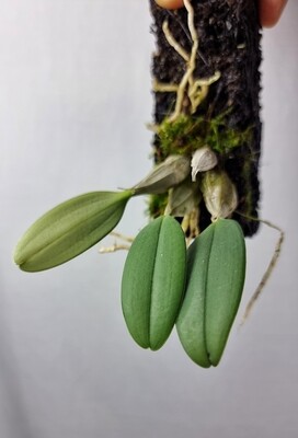 Dendrobium ripley aggregatum