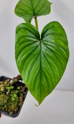 Philodendron sp silver