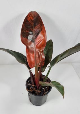 Philodendron imperial red variegated