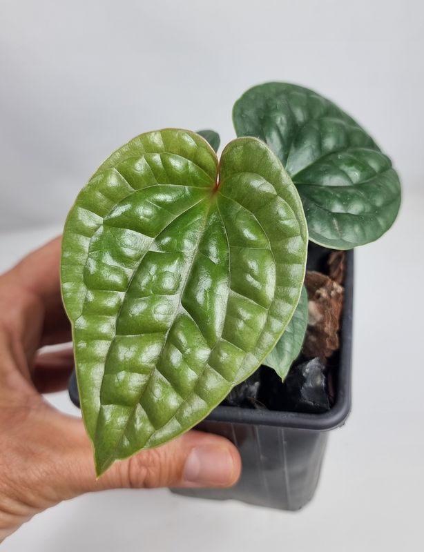 Anthurium luxurians