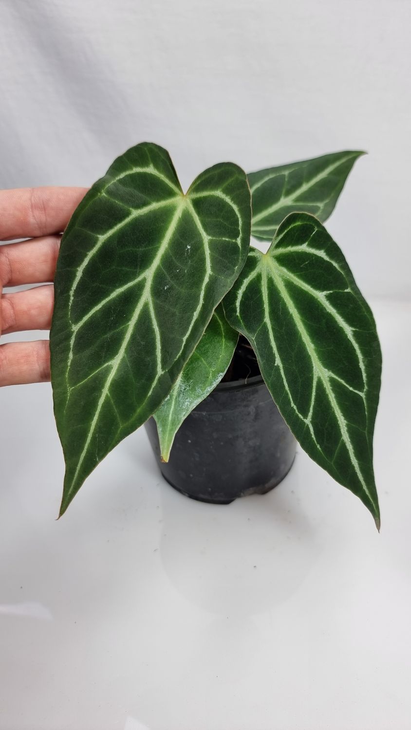 Anthurium magnificum x papillilaminum hybrid 