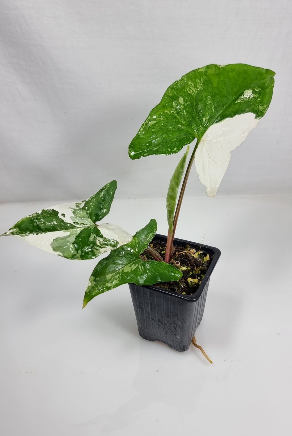 Syngonium podophyllum albo variegated