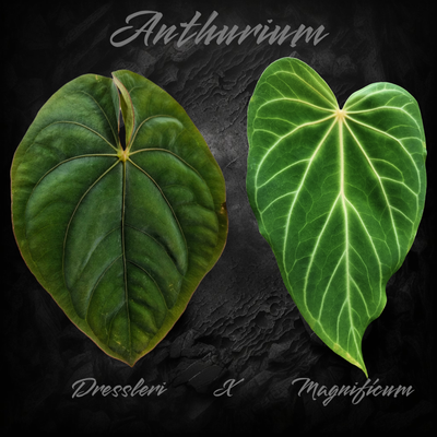 Seedling (x1) anthurium dressleri  x magnificum 