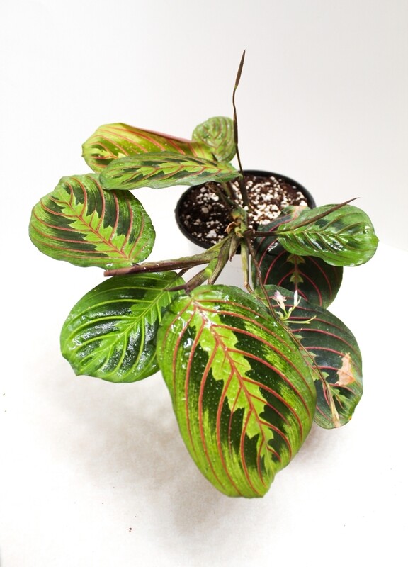 Red Maranta