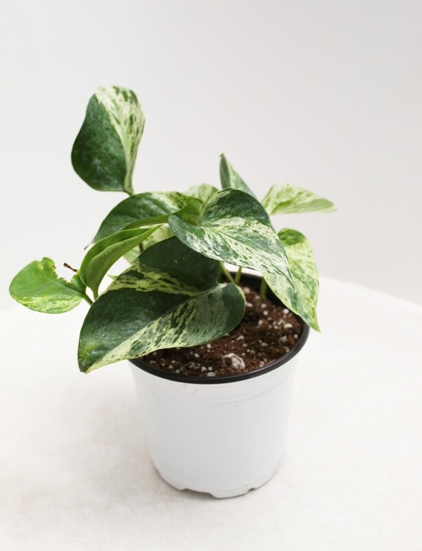 Pothos &#39;Marble Queen&#39;