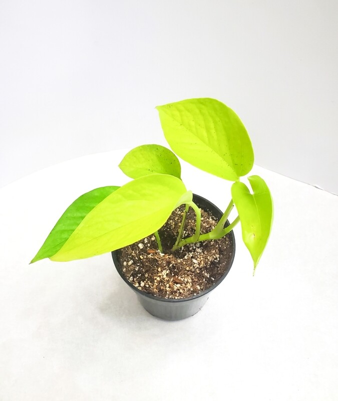 Neon Pothos