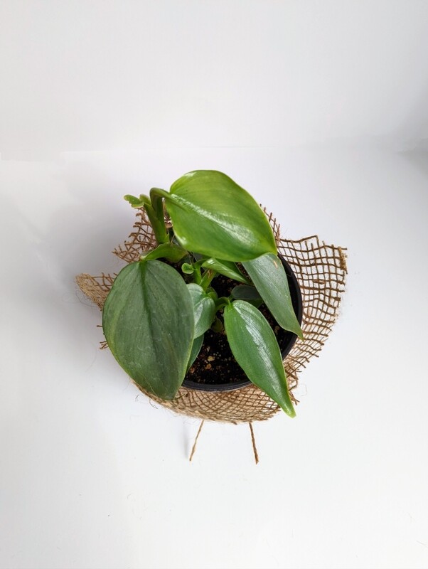 Philodendron &#39;Silver Sword&#39;