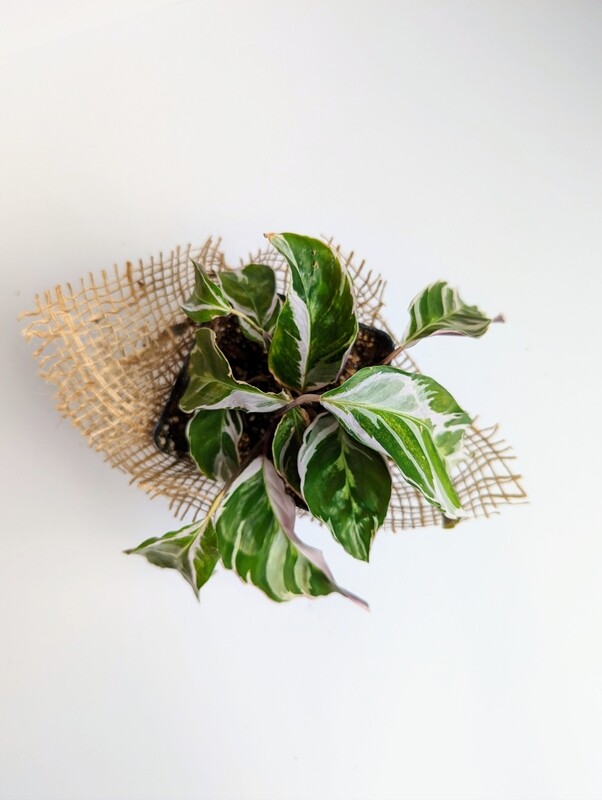 Calathea &#39;White Fusion&#39;