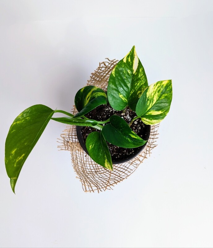 Golden Pothos