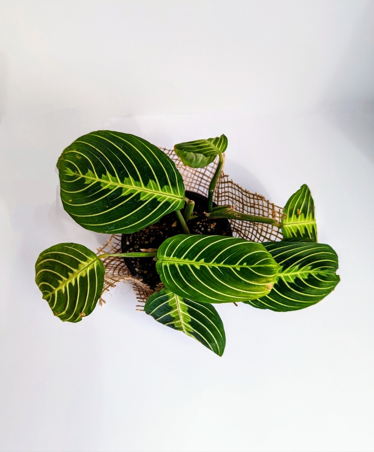 Lemon Lime Maranta