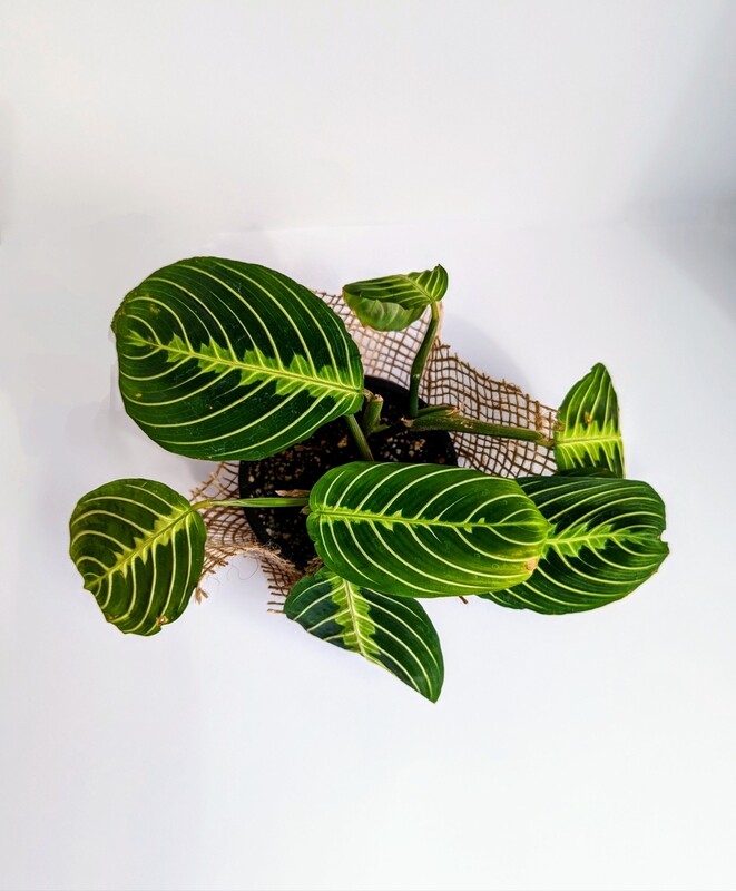 Lemon Lime Maranta