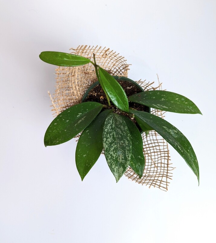 Hoya Pubicalyx &#39;Splash&#39;
