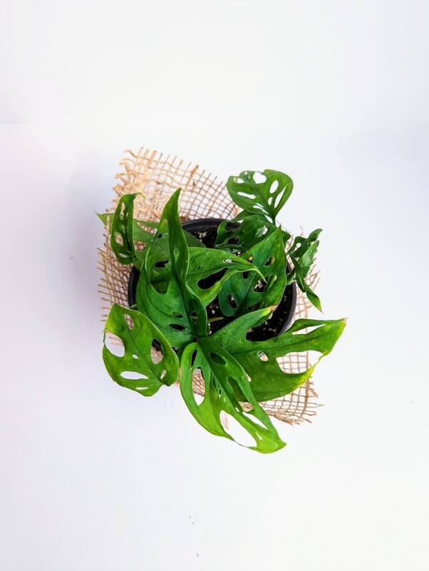 Monstera Adansonii