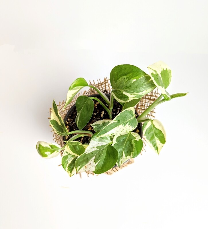 Pothos &#39;Pearls N Jade&#39;