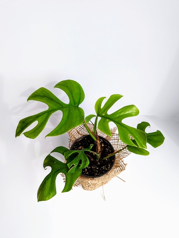 Rhaphidophora Tetrasperma(Mini Monstera)