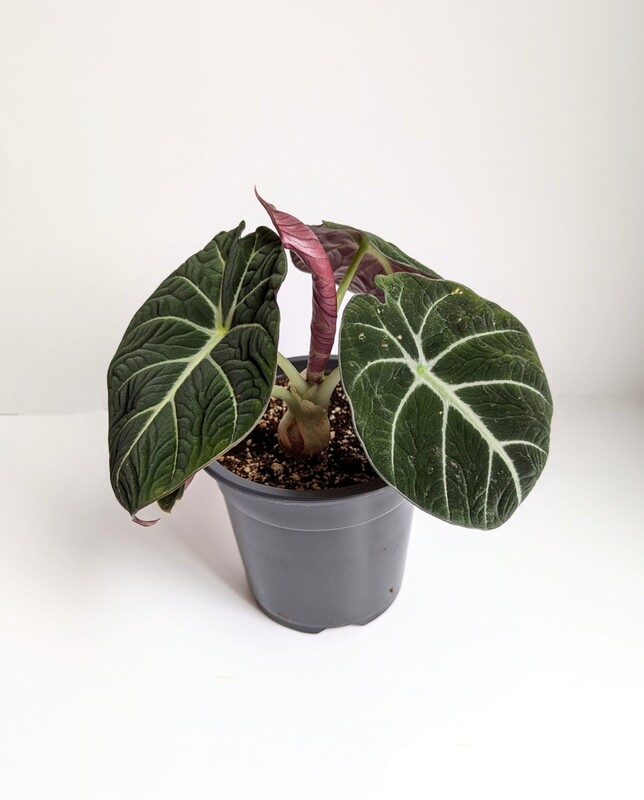 Alocasia Black Velvet