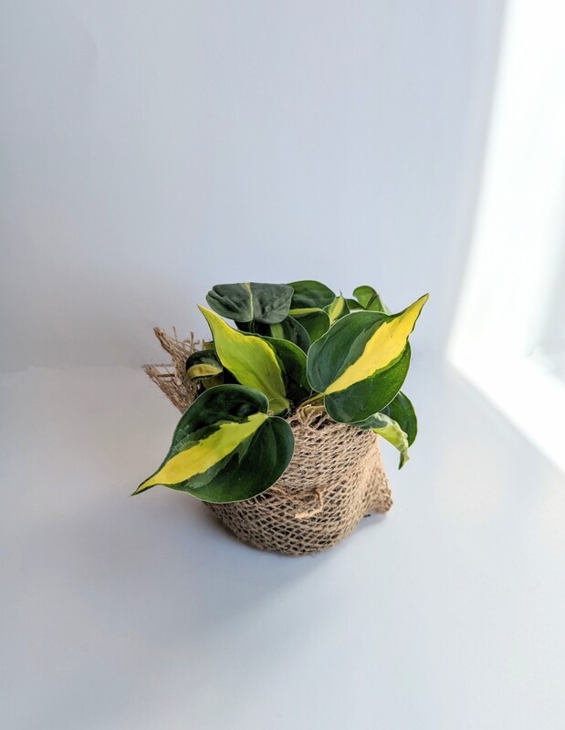 Philodendron &#39;Brasil&#39;