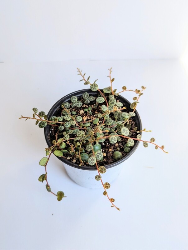 String of Turtles