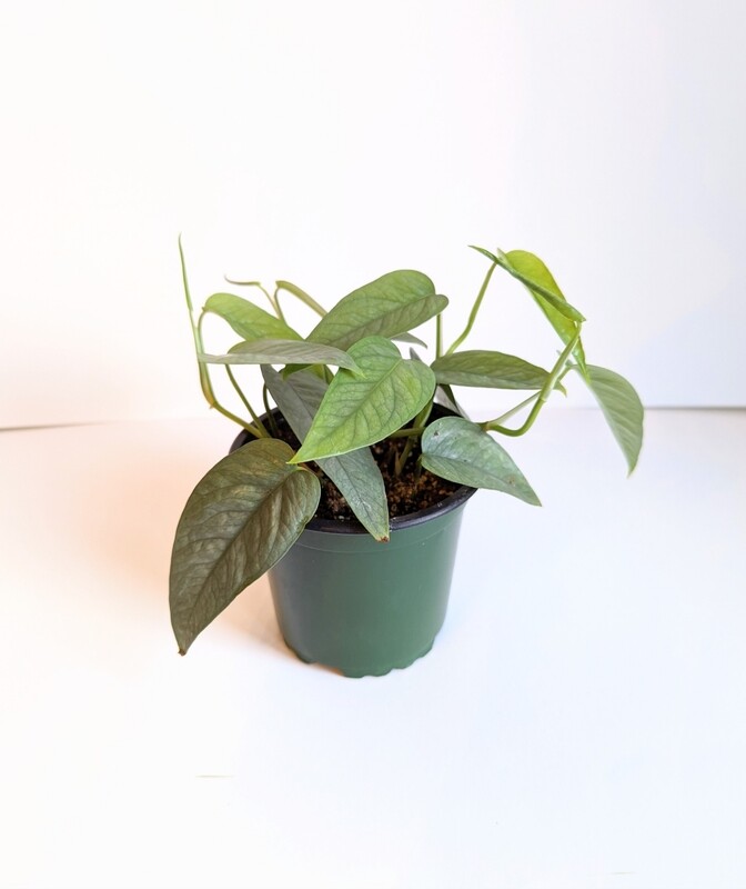 Pothos &#39;Cebu Blue&#39;