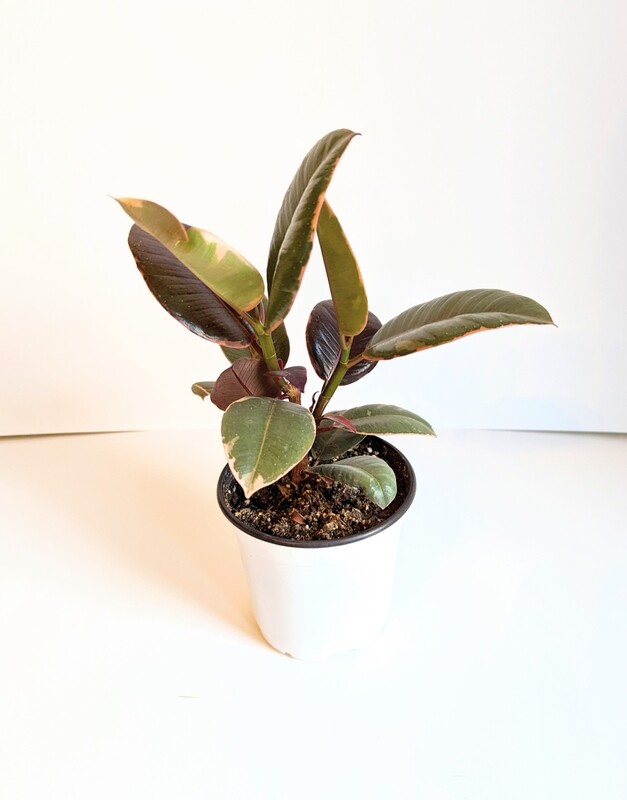 Ficus Tineke