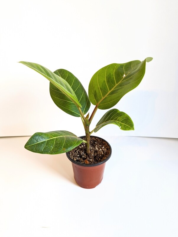 Ficus Altissima (Yellow Gem)