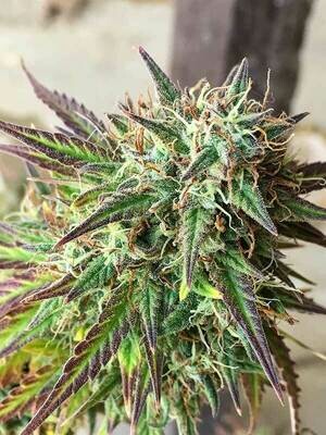 Girl Scout Cookies X Jack Herer Feminized (5 Seeds)