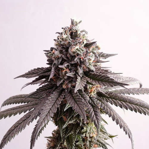 Bubba Kush x Gelato Feminized (5 seeds)