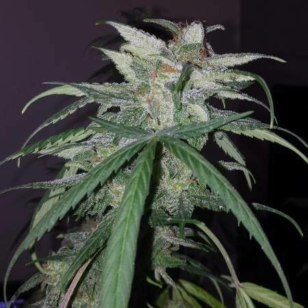 Blue Monster Feminized (5 Seeds)