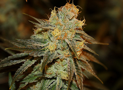 Bruce Banner Feminized (5 Seeds)