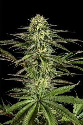 Moby Dick Feminized (5 Seeds)
