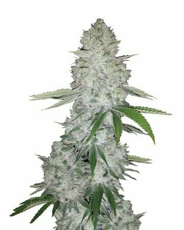 Gorilla Glue Auto Feminized (5 Seeds)