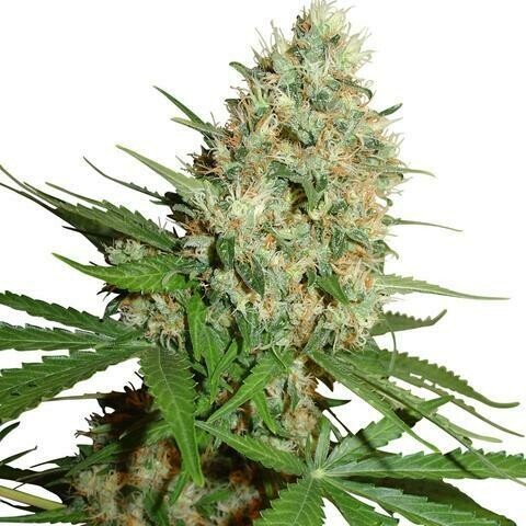 Californian Trainwreck Feminized (5 Seeds)