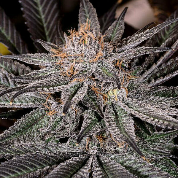 Grape Ape Feminized (5 Seeds)