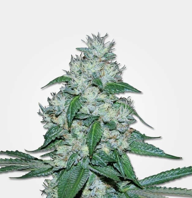 Great White Shark Auto Feminized (5 Seeds)