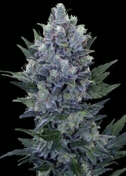 Northern Light x Blueberry Auto Feminized (5 Seeds)