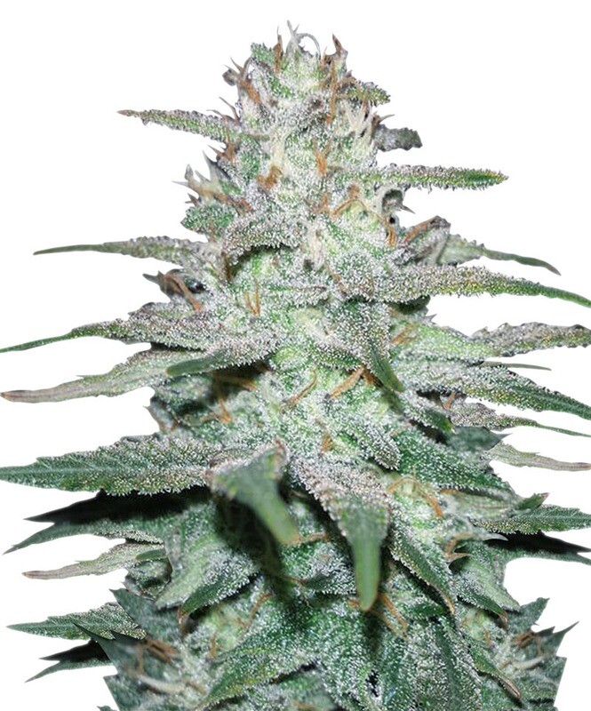 Lemon Skunk Auto Feminized (5 Seeds)