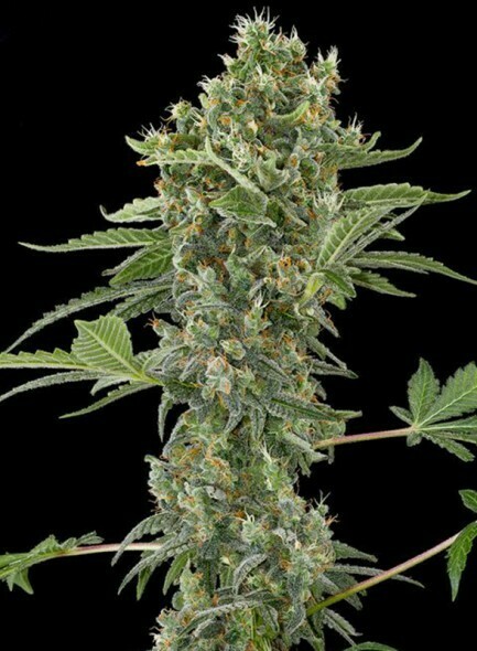 Moby Dick Auto Feminized (5 Seeds)